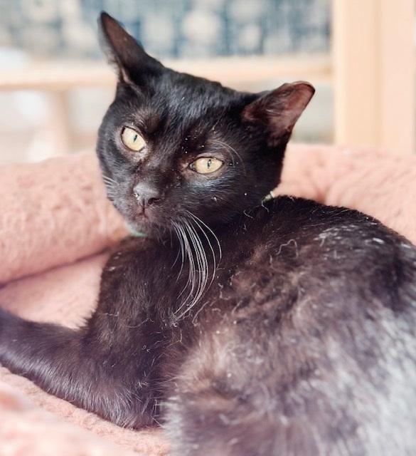 Rupert, Adoptable, Kitten Male Bombay & Domestic Short Hair.