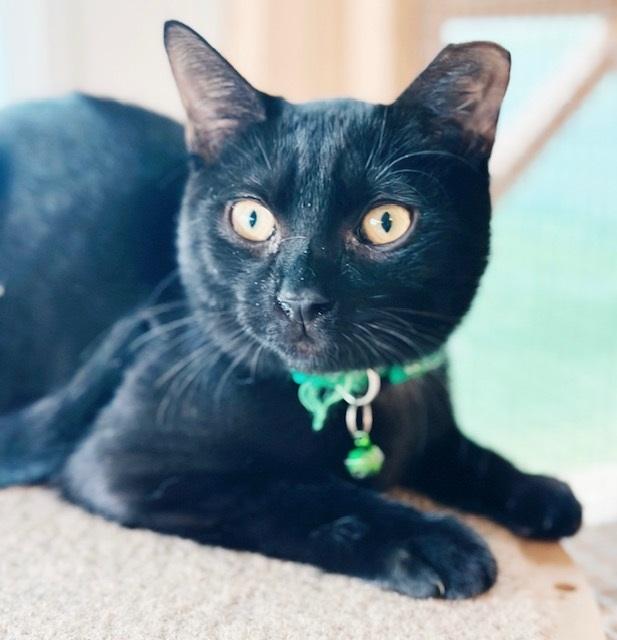 Rupert, a Adoptable mixed breed in Philadelphia, PA image 2/5