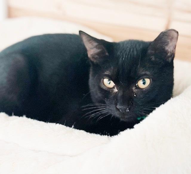 Rupert, a Adoptable mixed breed in Philadelphia, PA image 5/5