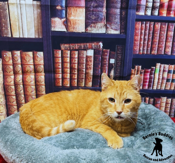 Simba, Adopted, Senior Male American Shorthair.