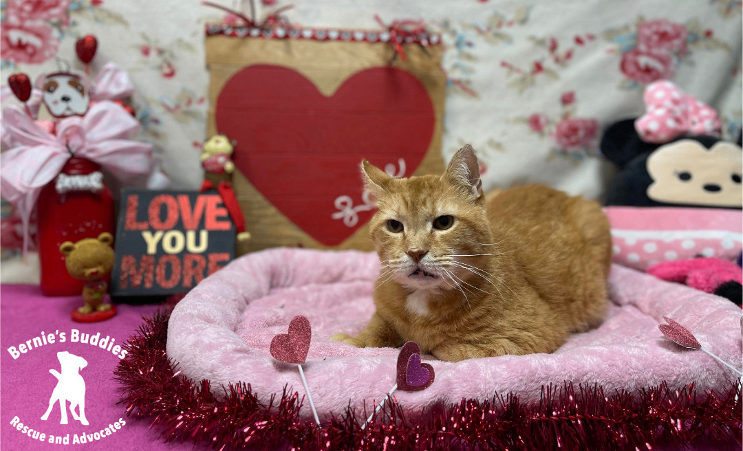 Enlarge Simba, a Adopted American Shorthair in Huntington, WV image 2/6