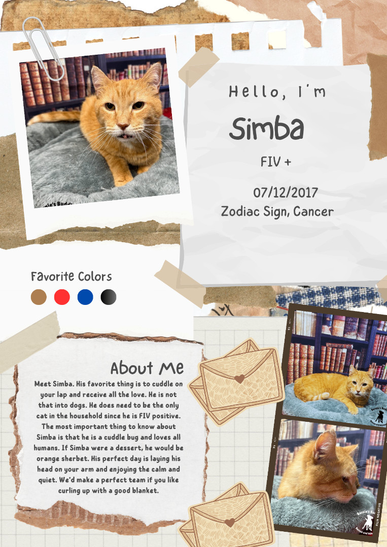 Enlarge Simba, a Adopted American Shorthair in Huntington, WV image 4/6