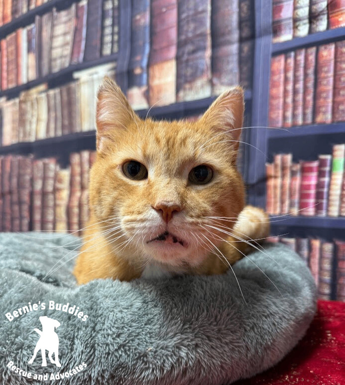 Enlarge Simba, a Adopted American Shorthair in Huntington, WV image 5/6