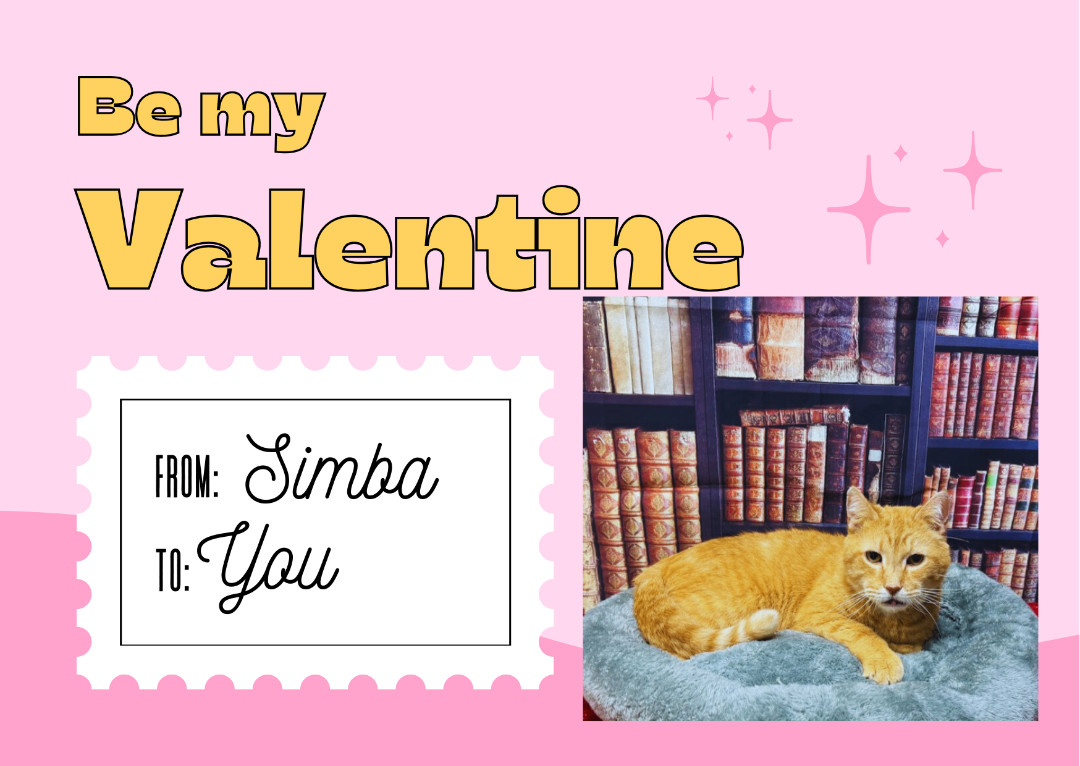 Enlarge Simba, a Adopted American Shorthair in Huntington, WV image 6/6