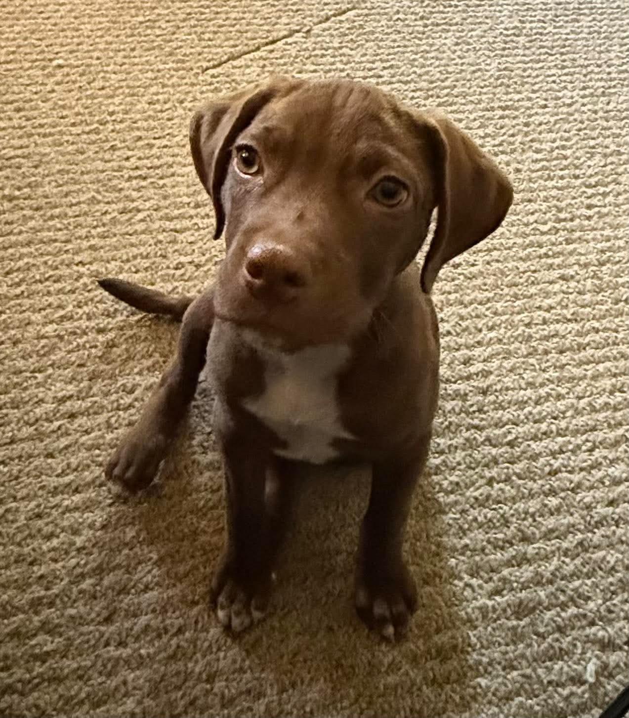 Enlarge Ember, a Adoptable mixed breed in Byron, IL image 1/6