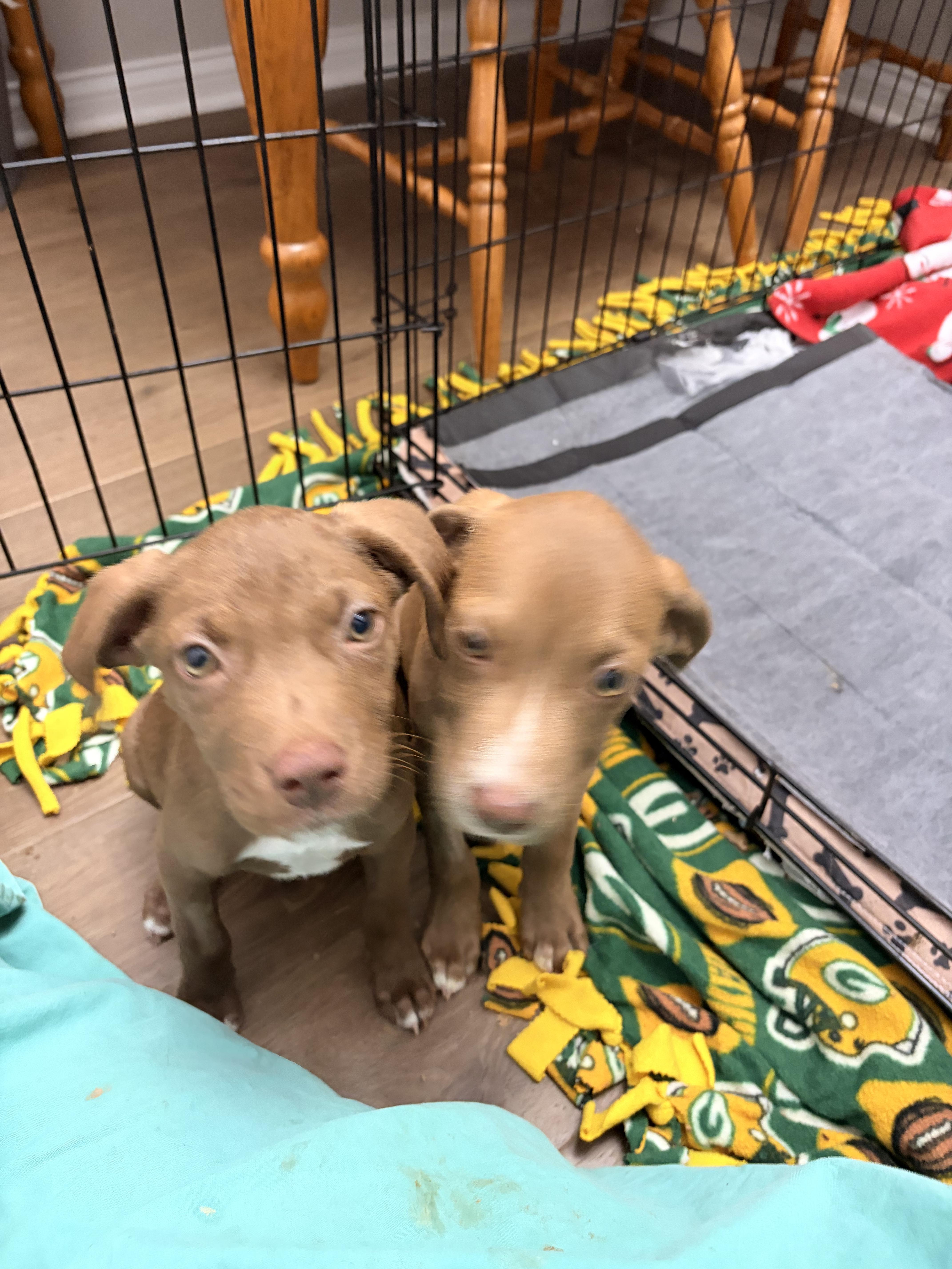 Enlarge Ember, a Adoptable mixed breed in Byron, IL image 3/6