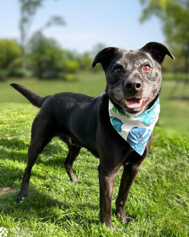 ROO, Adoptable, Adult Male Terrier & Labrador Retriever.