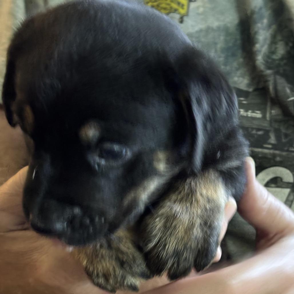 Midnight, Adoptable, Puppy Male Labrador Retriever.