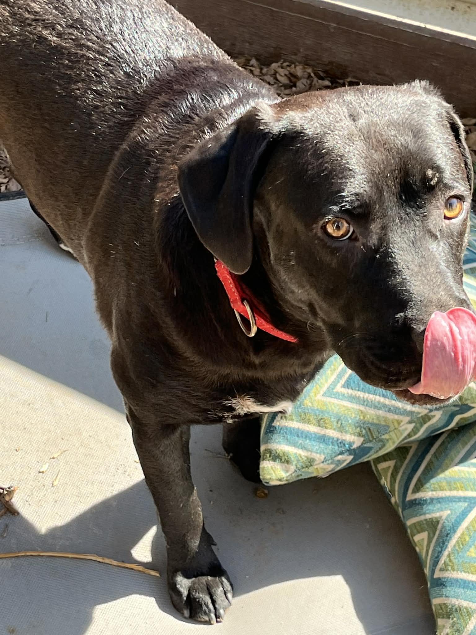 Enlarge Kodiak, a ADOPTABLE mixed breed in Houston, TX image 4/4