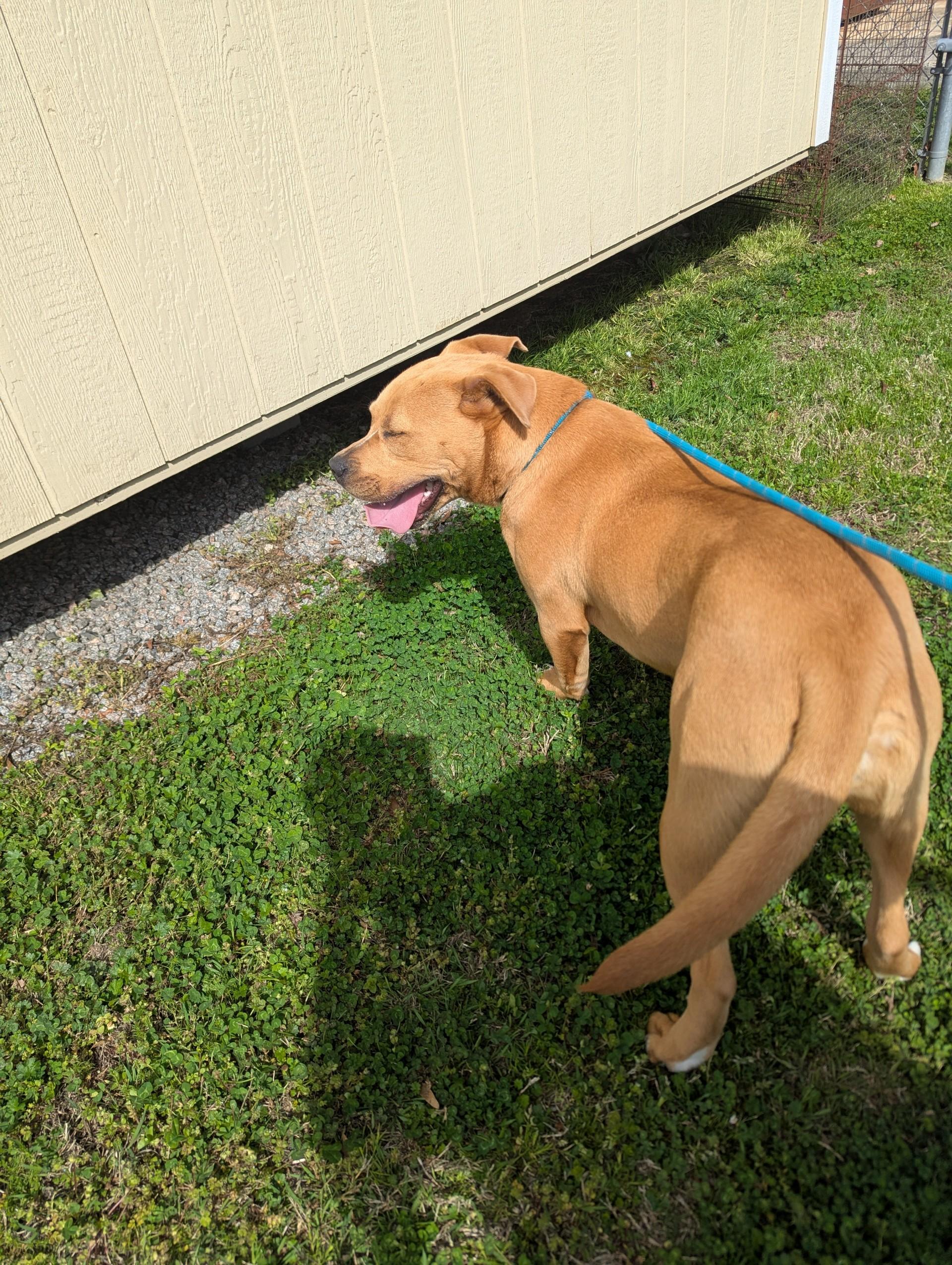 Diva19574 (RESCUED), a other mixed breed in Rocky Mount, NC image 4/4