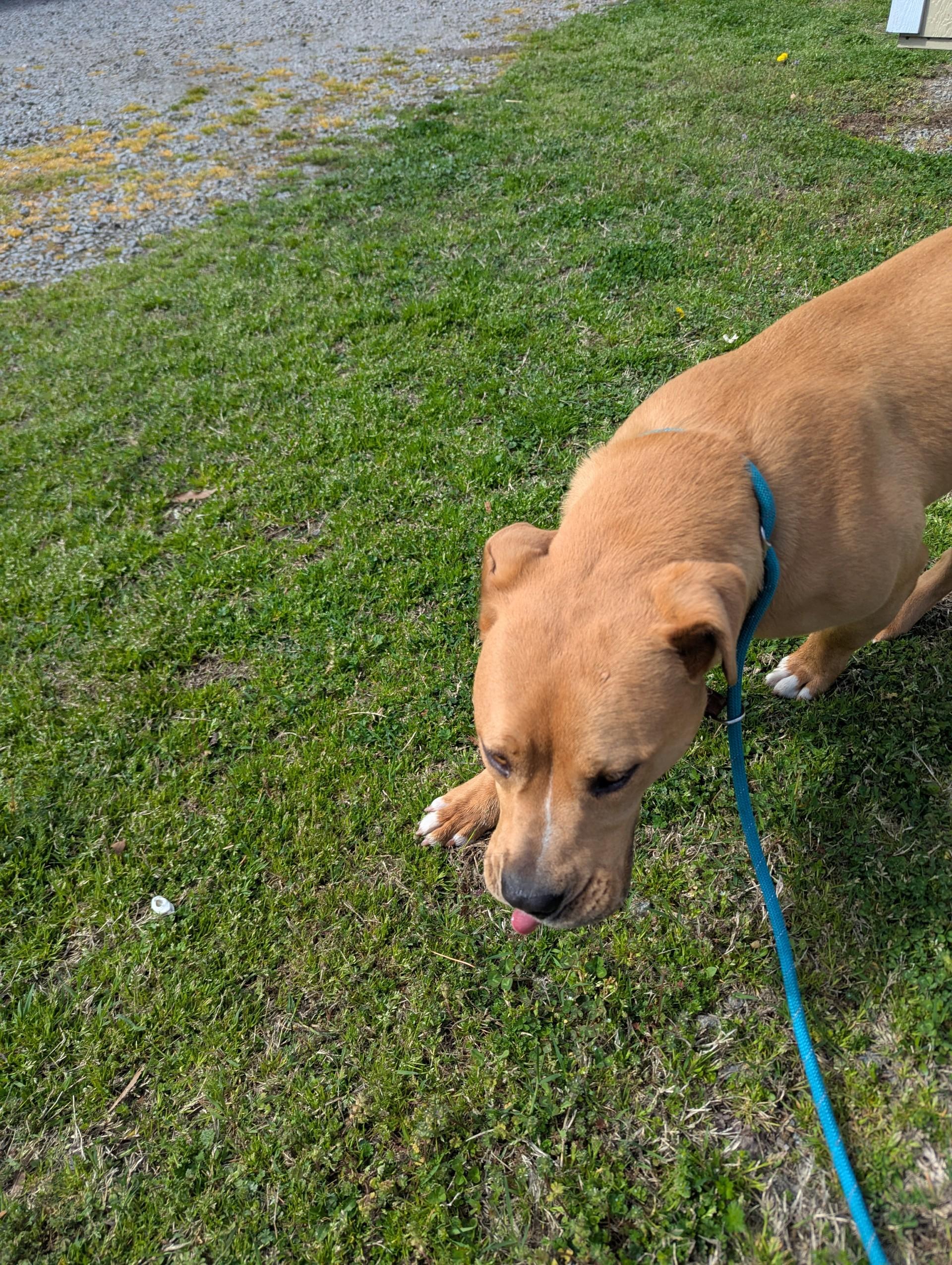 Diva19574 (RESCUED), a other mixed breed in Rocky Mount, NC image 3/4