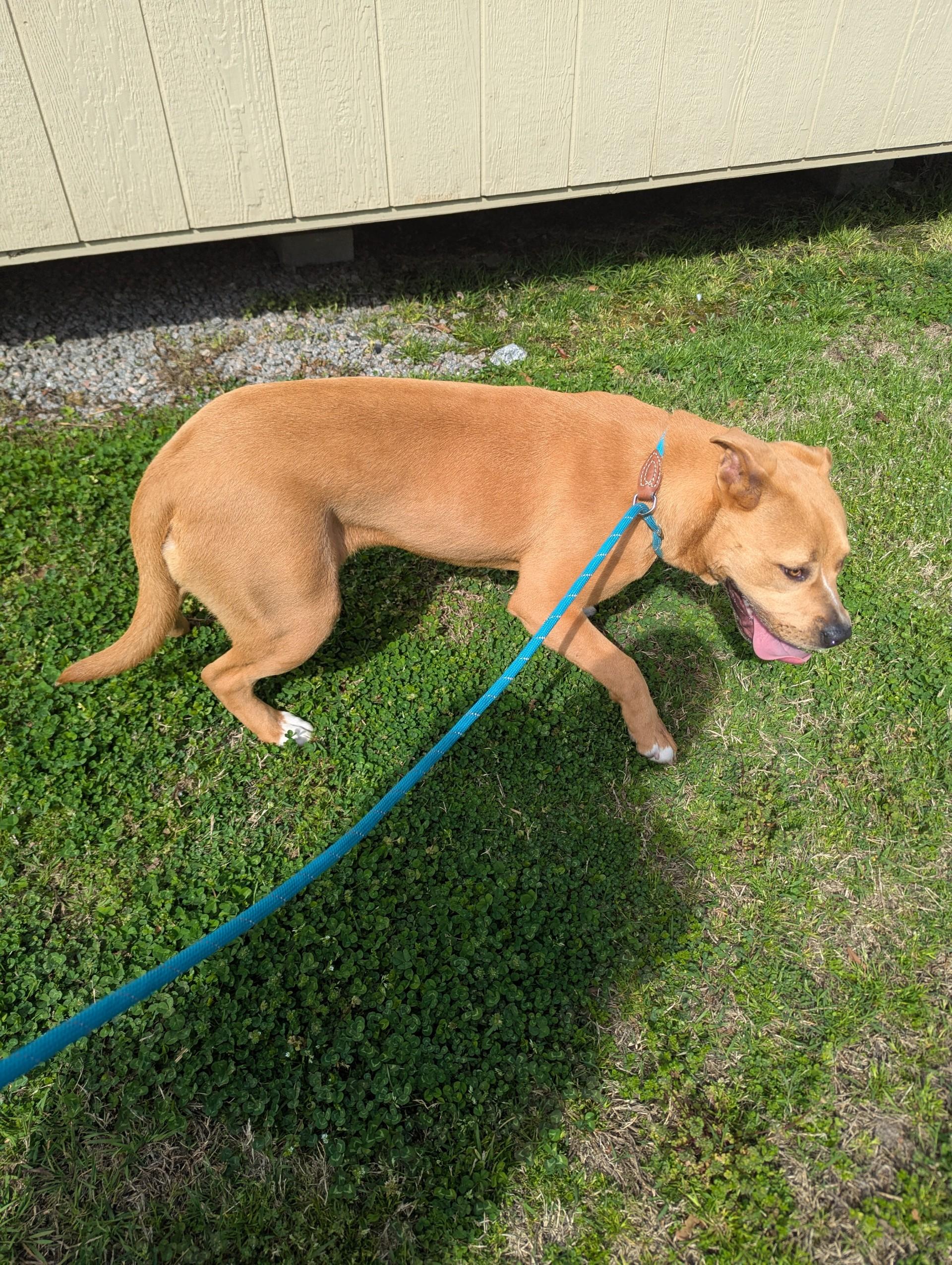 Diva19574 (RESCUED), a other mixed breed in Rocky Mount, NC image 2/4