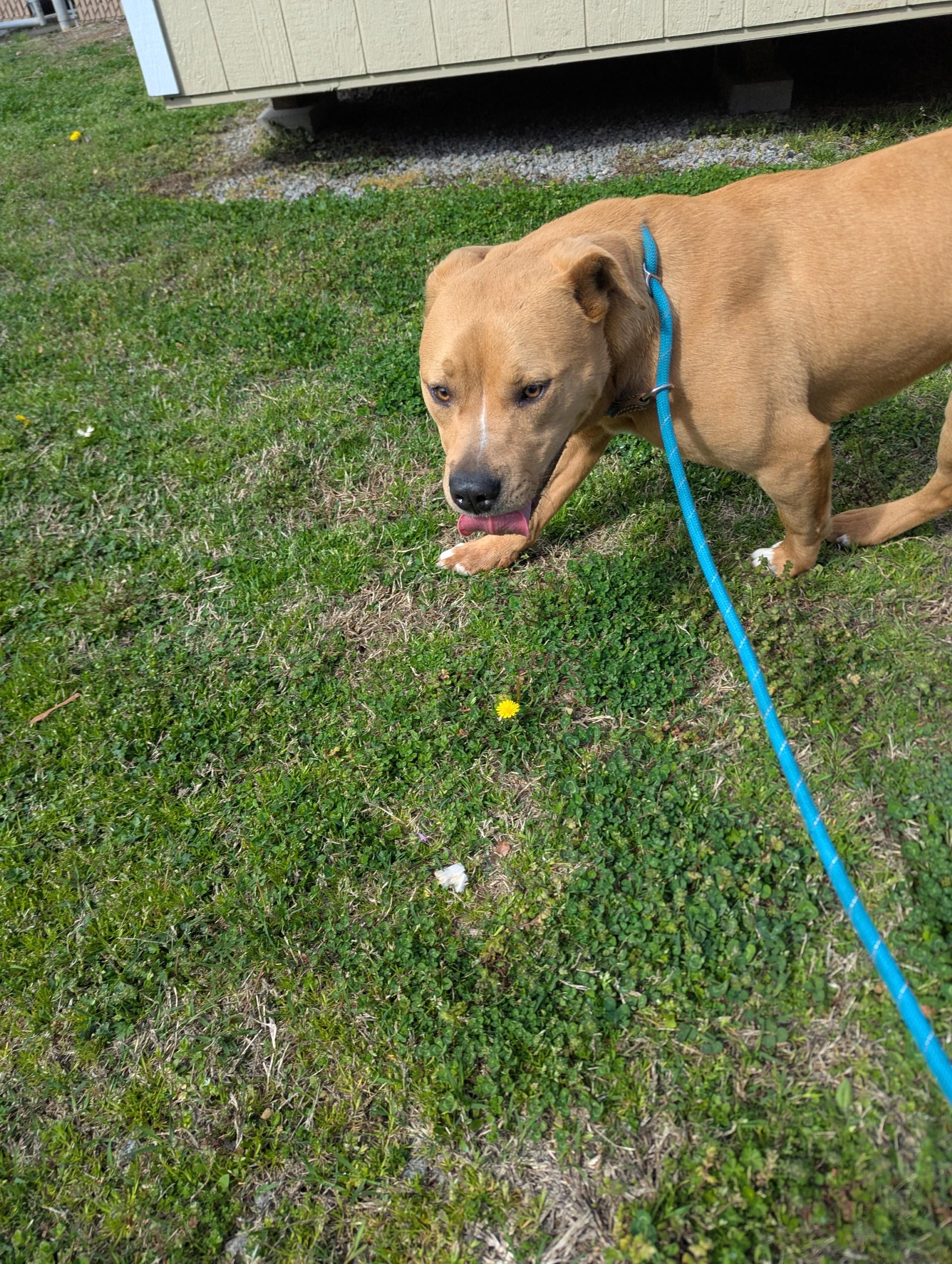 Diva19574 (RESCUED), a other mixed breed in Rocky Mount, NC image 1/4