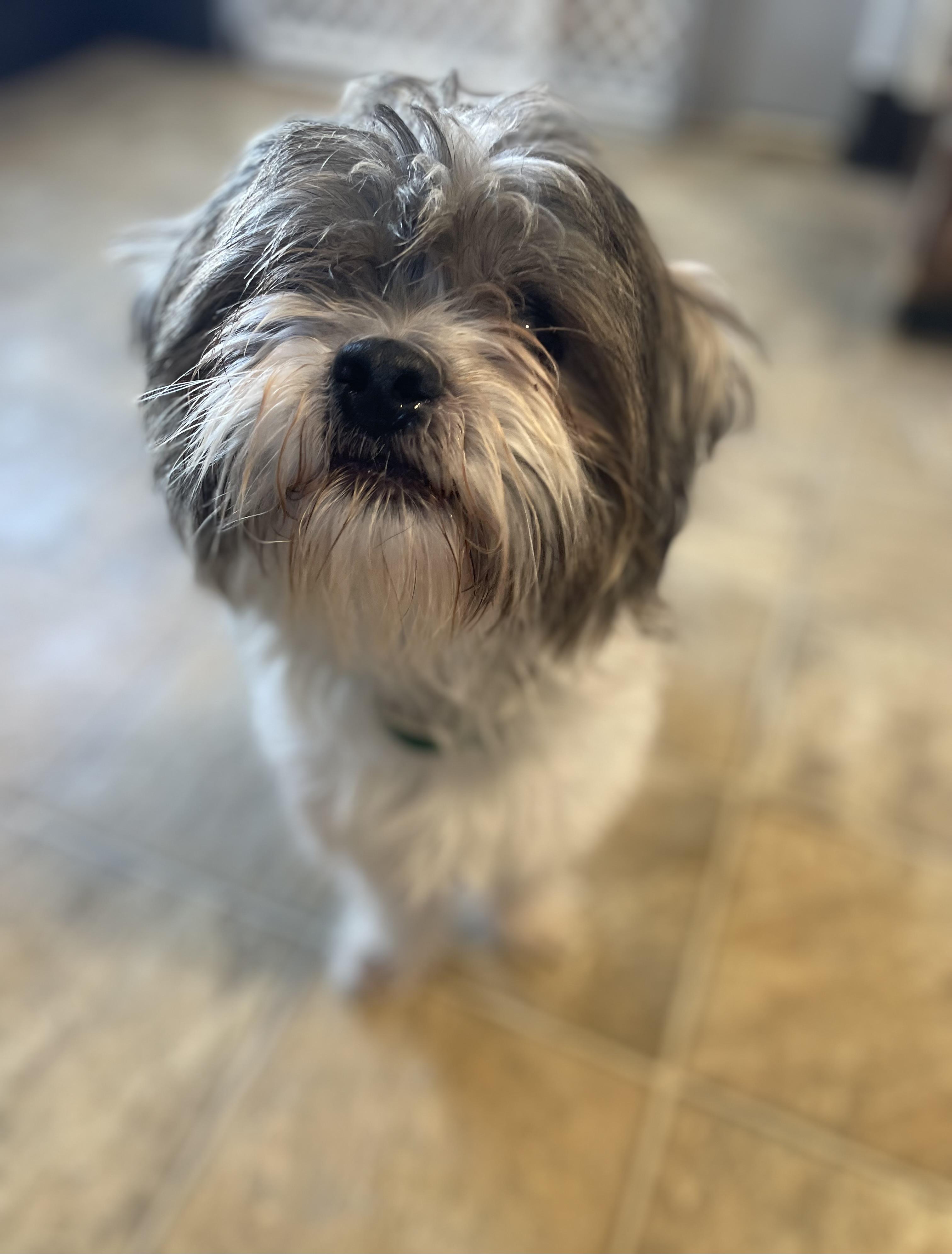 Enlarge Wiglet, a Adoptable mixed breed in Oxford, MI image 5/6