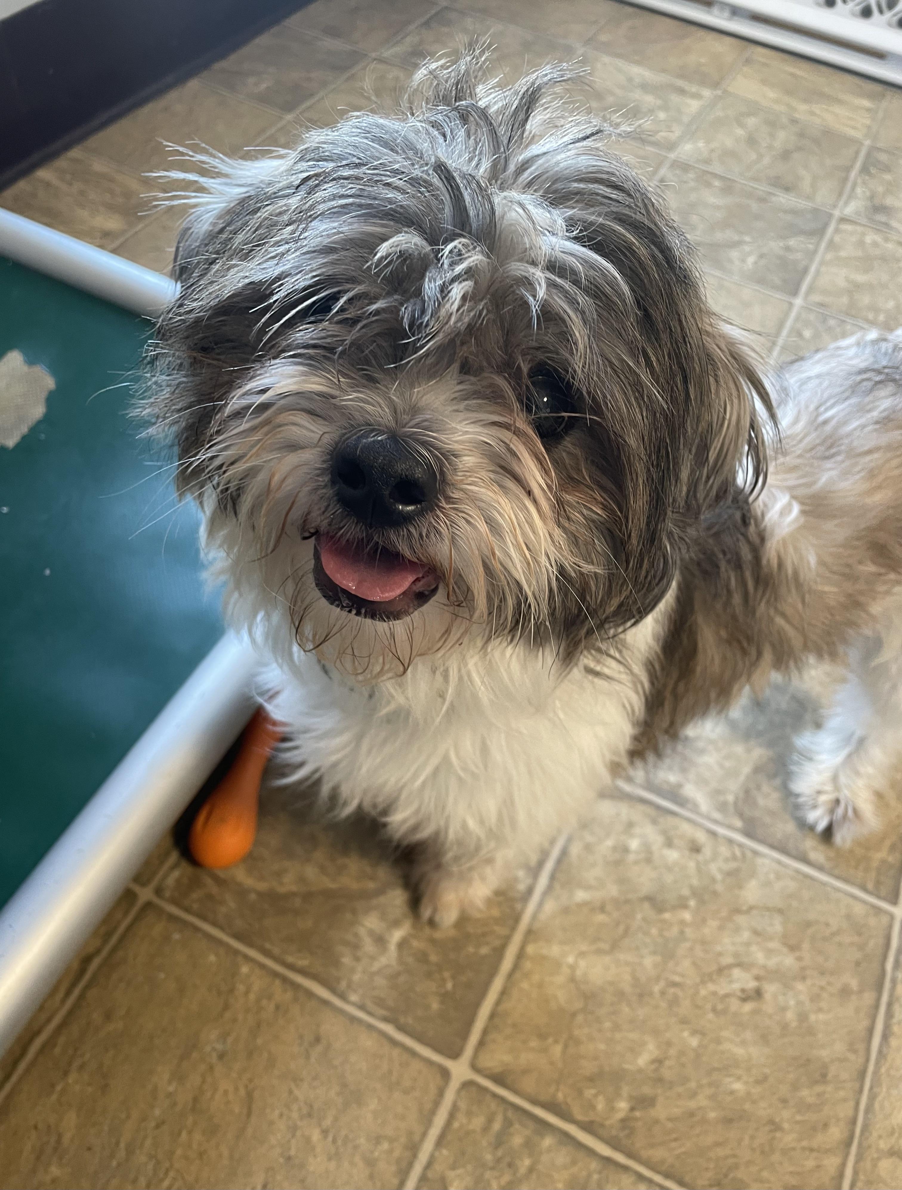 Enlarge Wiglet, a Adoptable mixed breed in Oxford, MI image 6/6