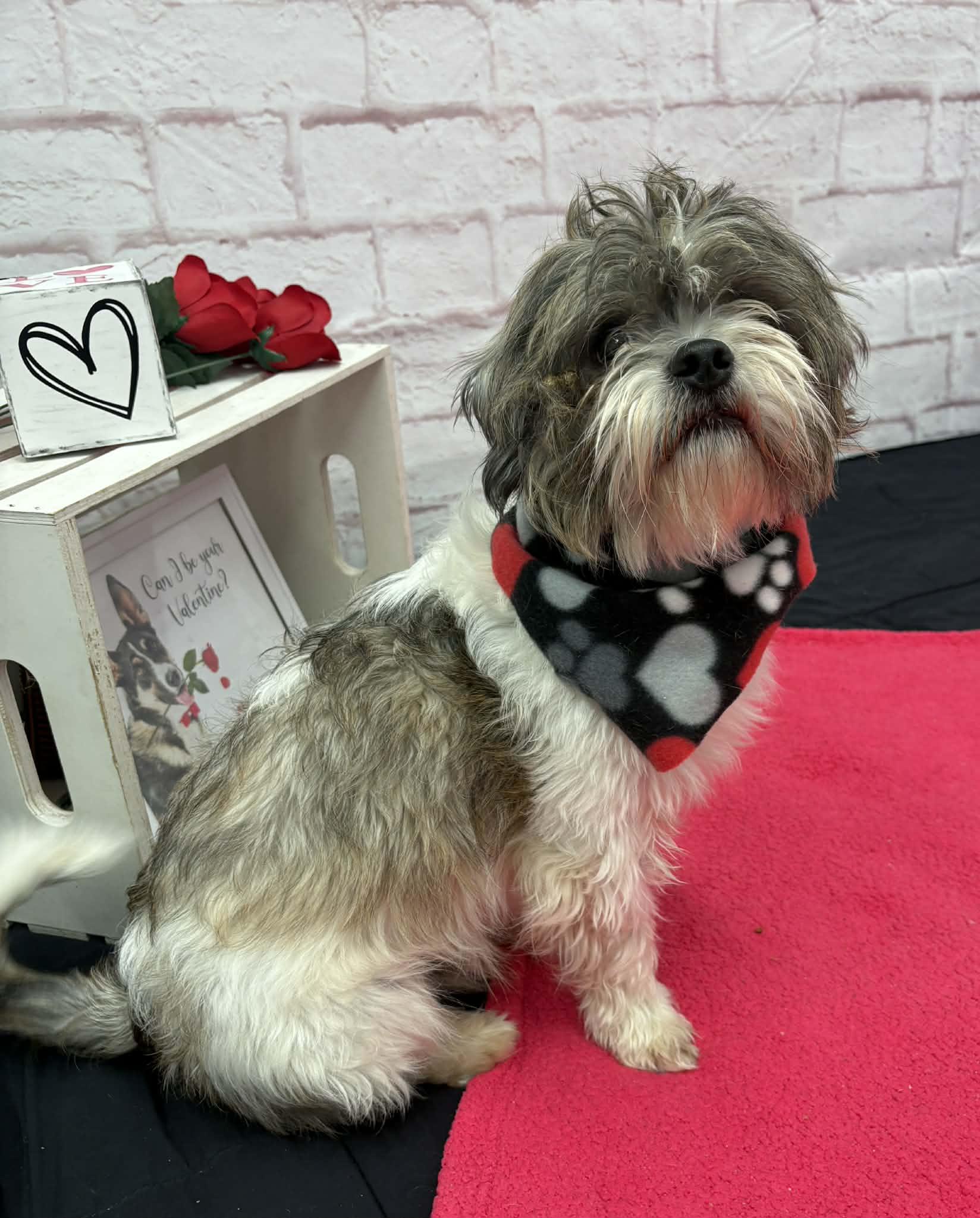 Enlarge Wiglet, a Adoptable mixed breed in Oxford, MI image 4/6