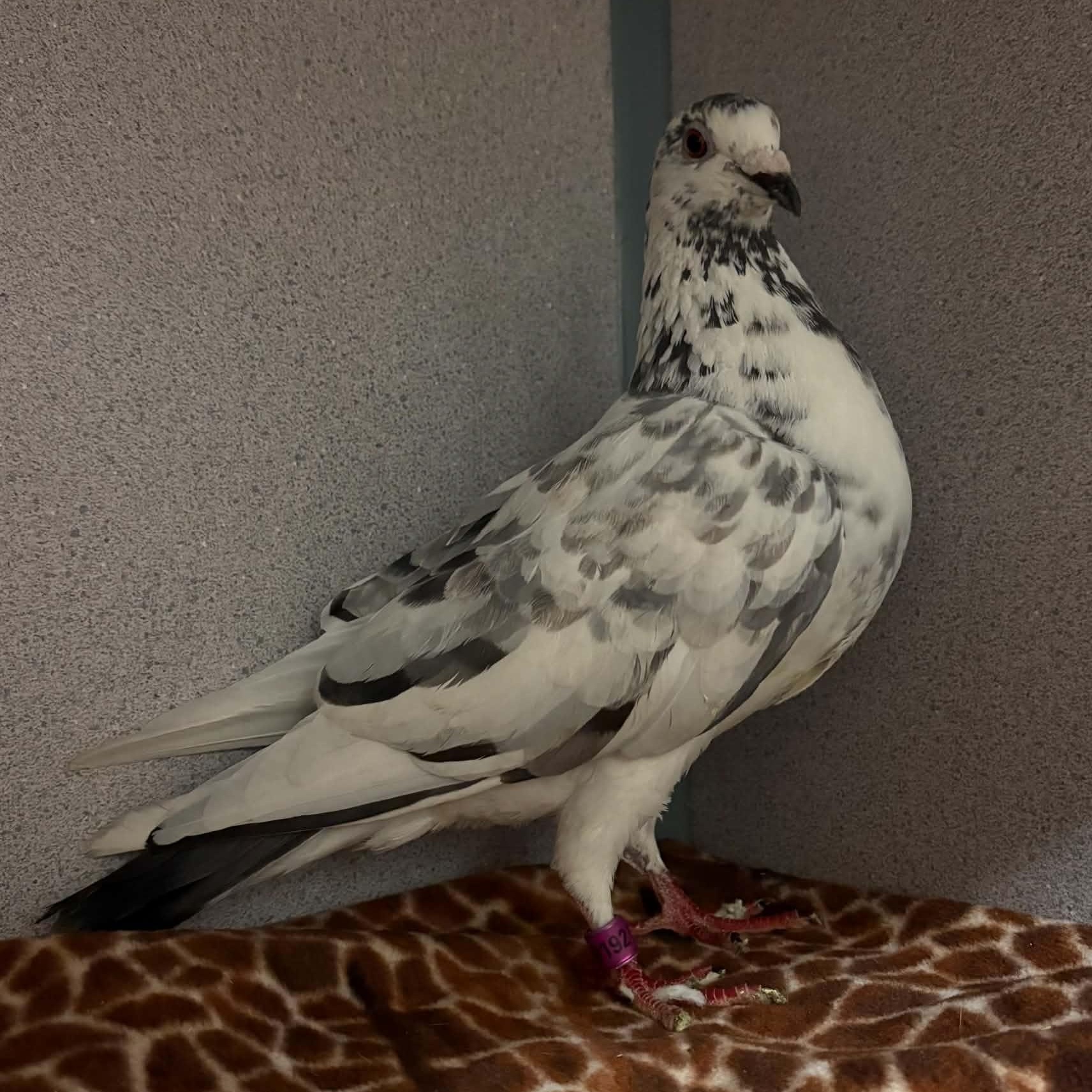 Mailman, Adoptable, Adult Unknown Pigeon & Dove.