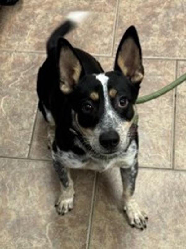 Enlarge Sammy Davis, a Adoptable mixed breed in Littleton, CO image 1/1