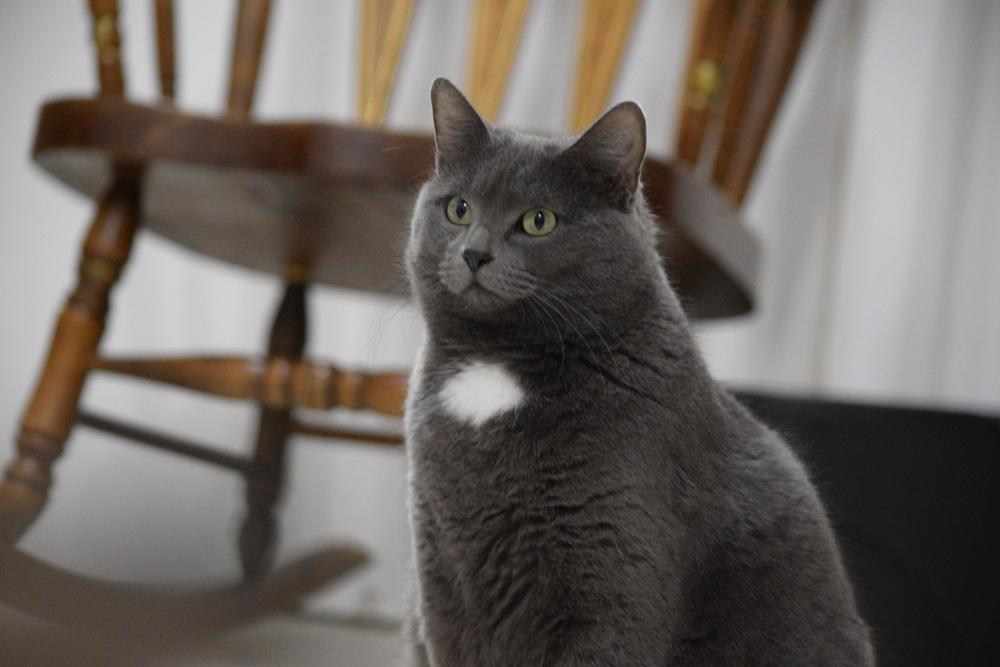 Gertie, a Adoptable mixed breed in Salmon, ID image 1/4