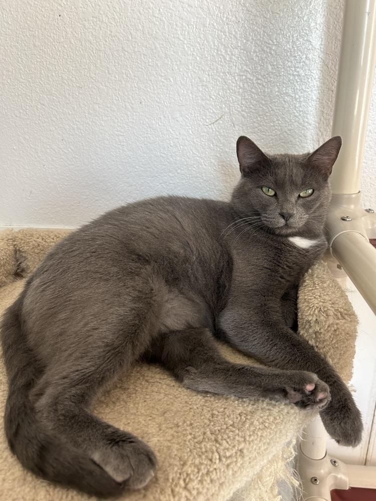 Gertie, a Adoptable mixed breed in Salmon, ID image 2/4