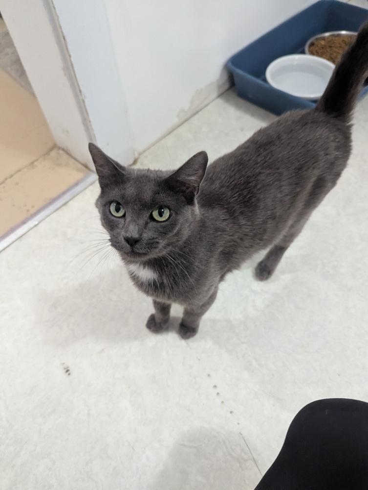 Gertie, a Adoptable mixed breed in Salmon, ID image 3/4