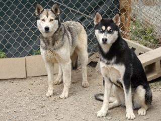 Enlarge Otter, a Adoptable Husky in Anaconda, MT image 2/2