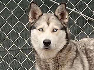Enlarge Otter, a Adoptable Husky in Anaconda, MT image 1/2