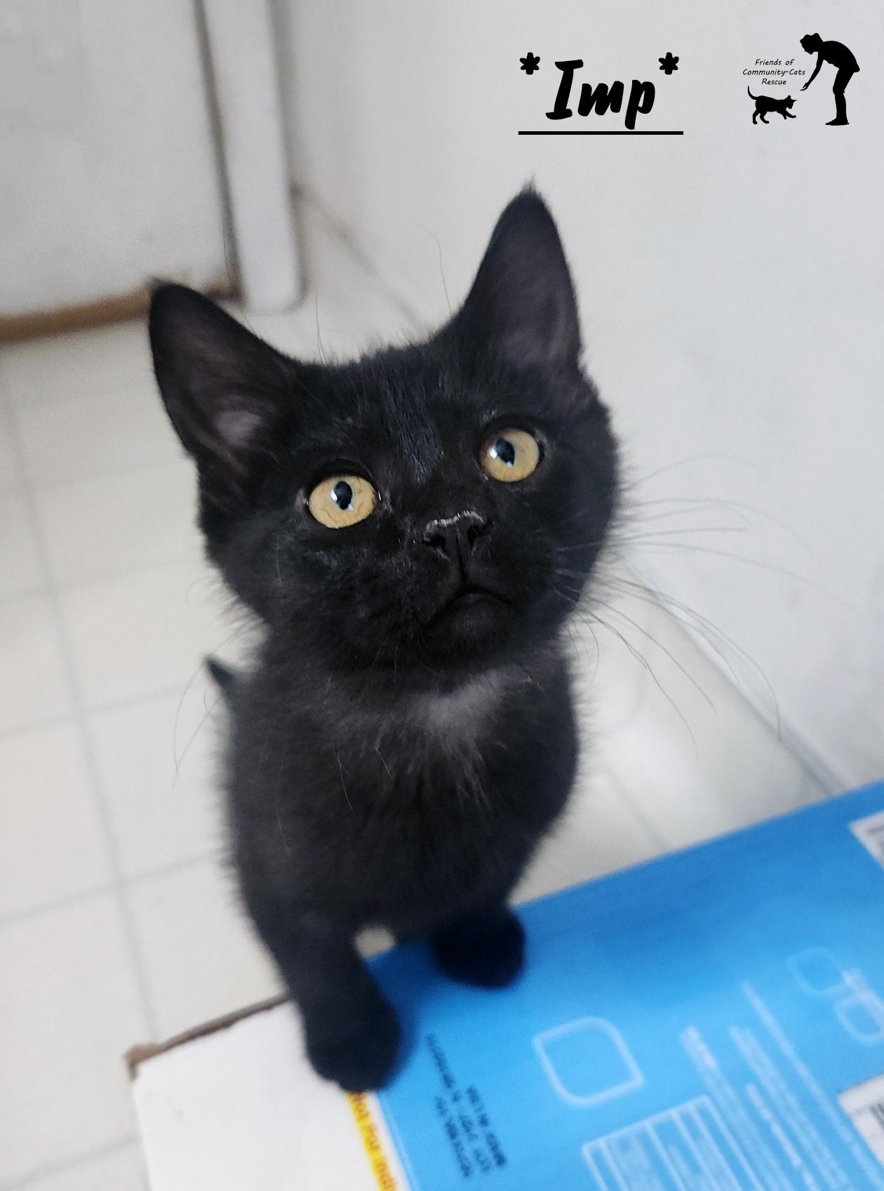 Imp