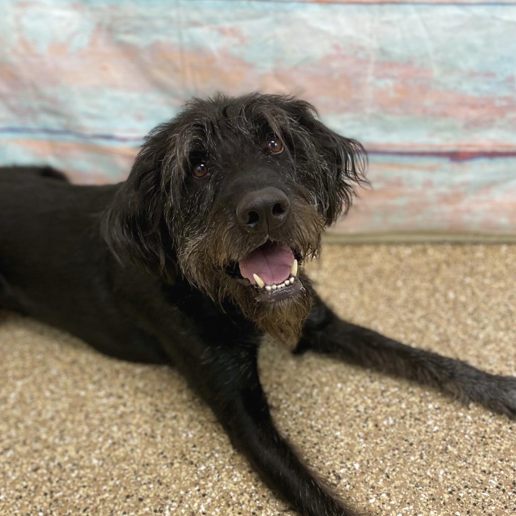 Enlarge Gideon, a Adoptable Mixed Breed in Cheyenne, WY image 2/3