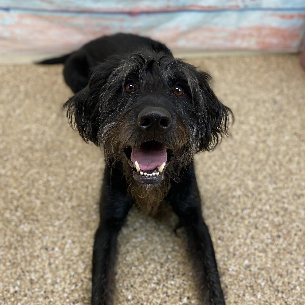 Enlarge Gideon, a Adoptable Mixed Breed in Cheyenne, WY image 3/3