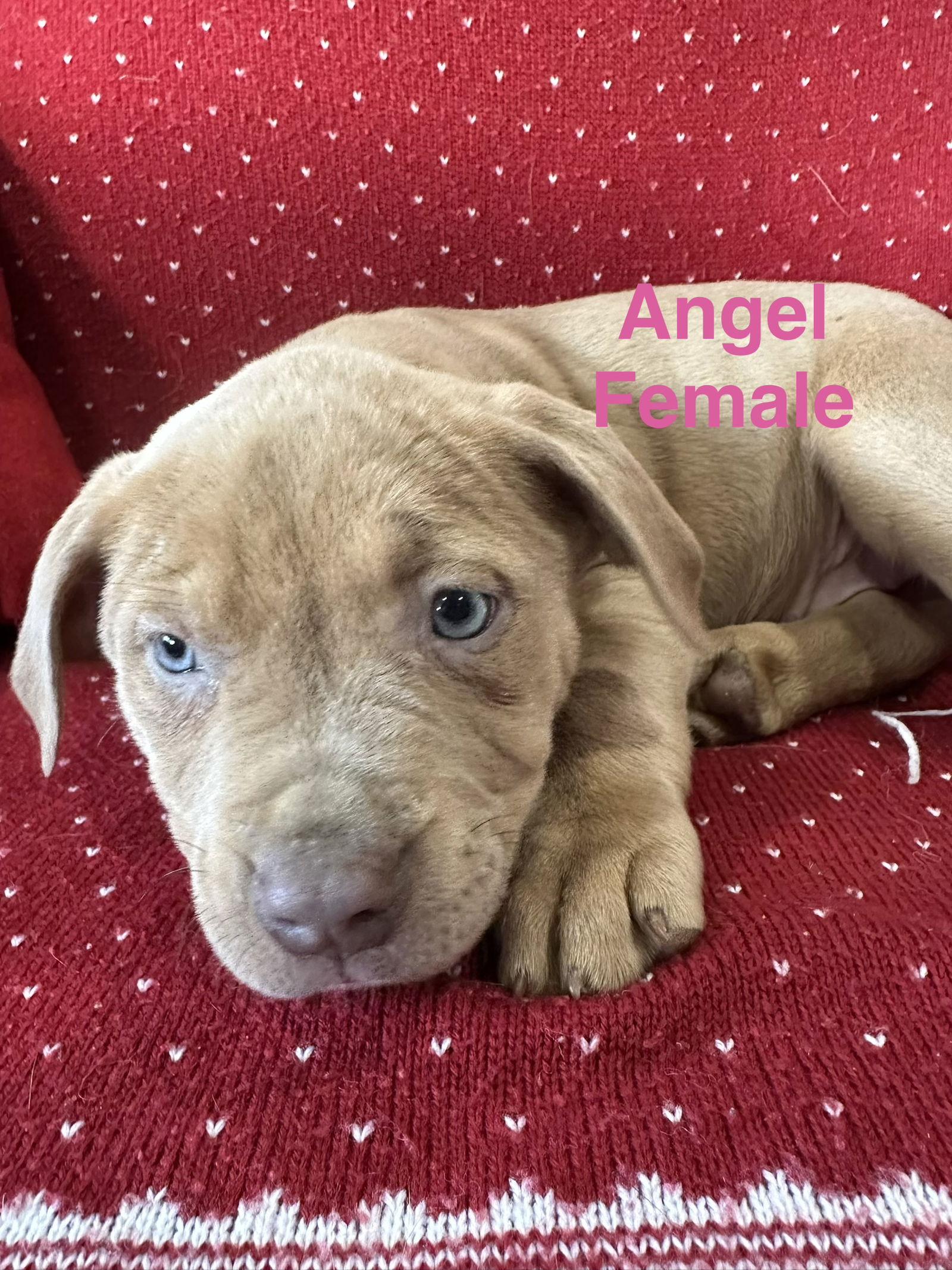 Enlarge Angel, a Adopted Pit Bull Terrier in Union Beach, NJ image 1/1