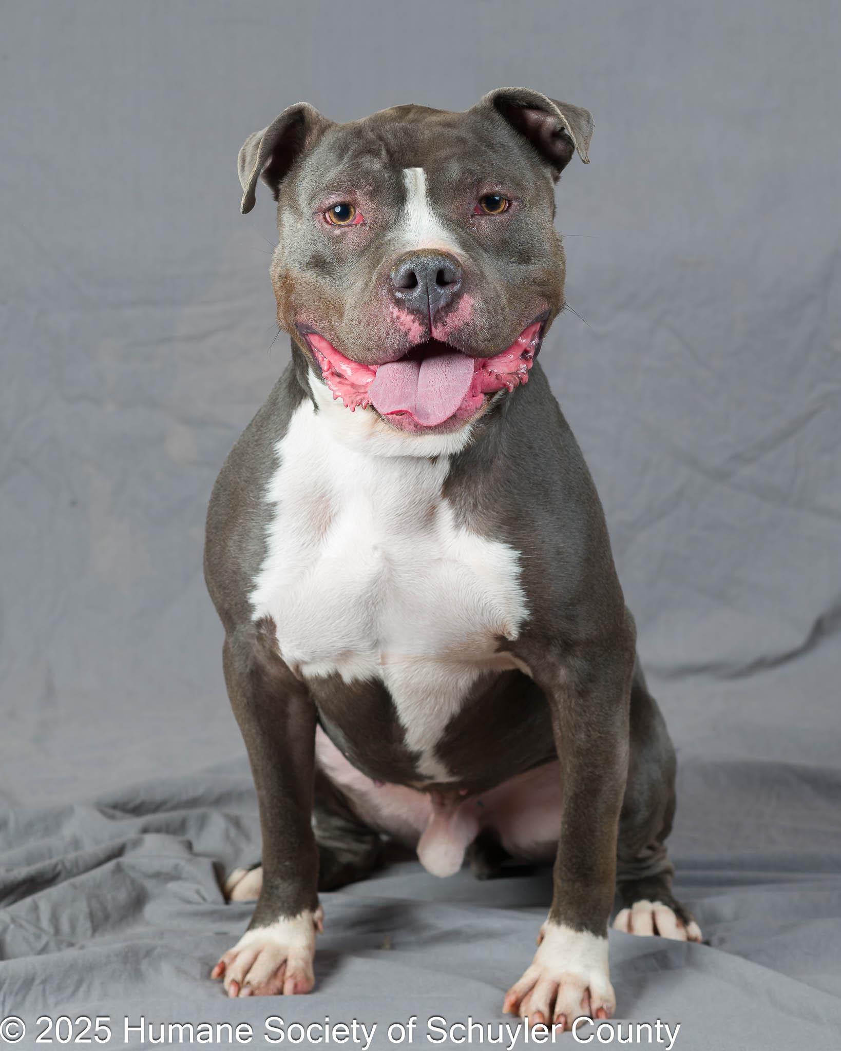 Beemer, a Adoptable Pit Bull Terrier in Montour Falls, NY image 5/6