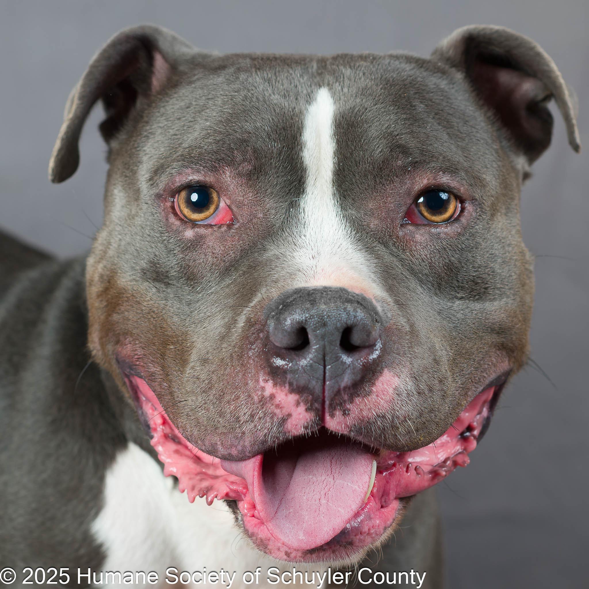 Beemer, a Adoptable Pit Bull Terrier in Montour Falls, NY image 1/6