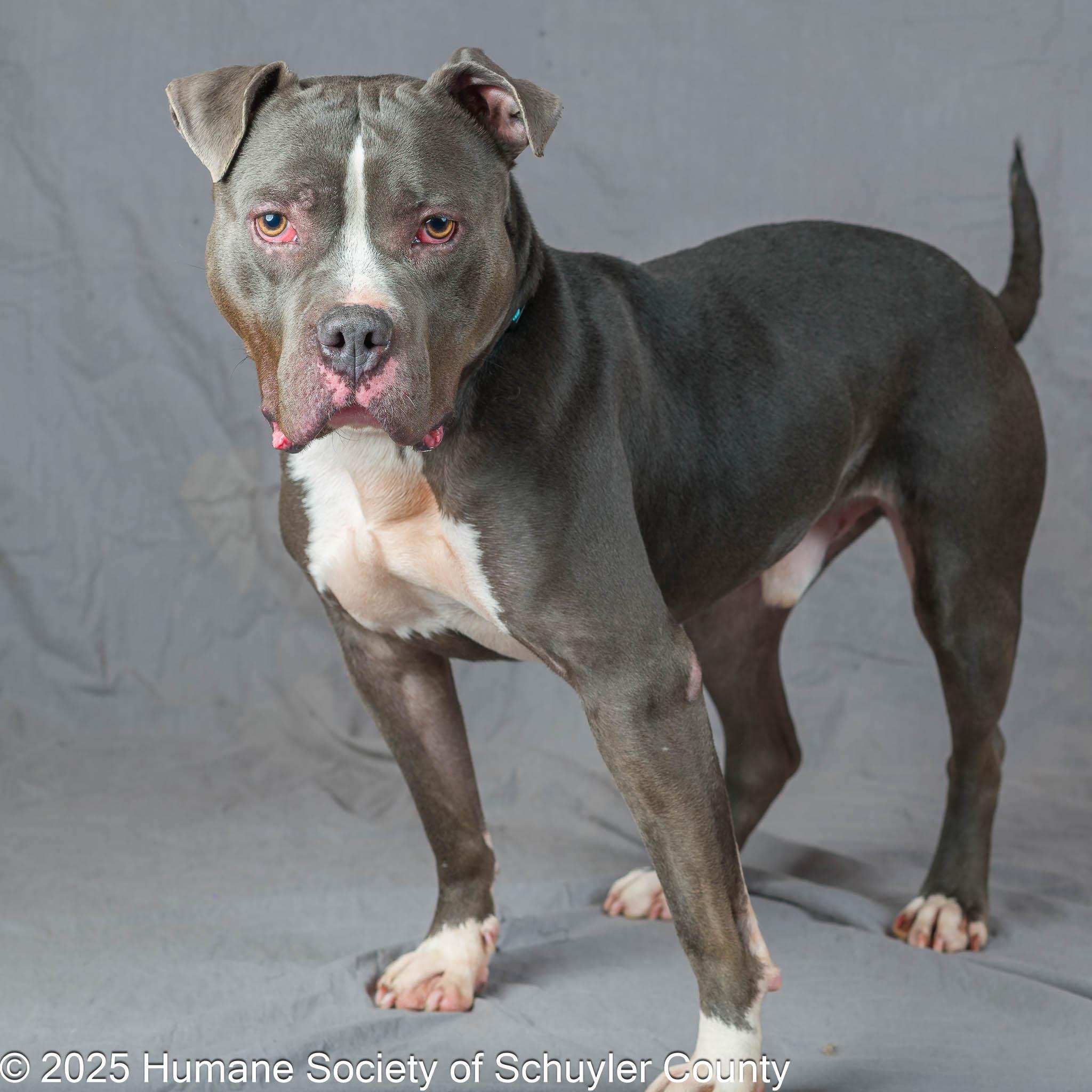 Beemer, a Adoptable Pit Bull Terrier in Montour Falls, NY image 6/6