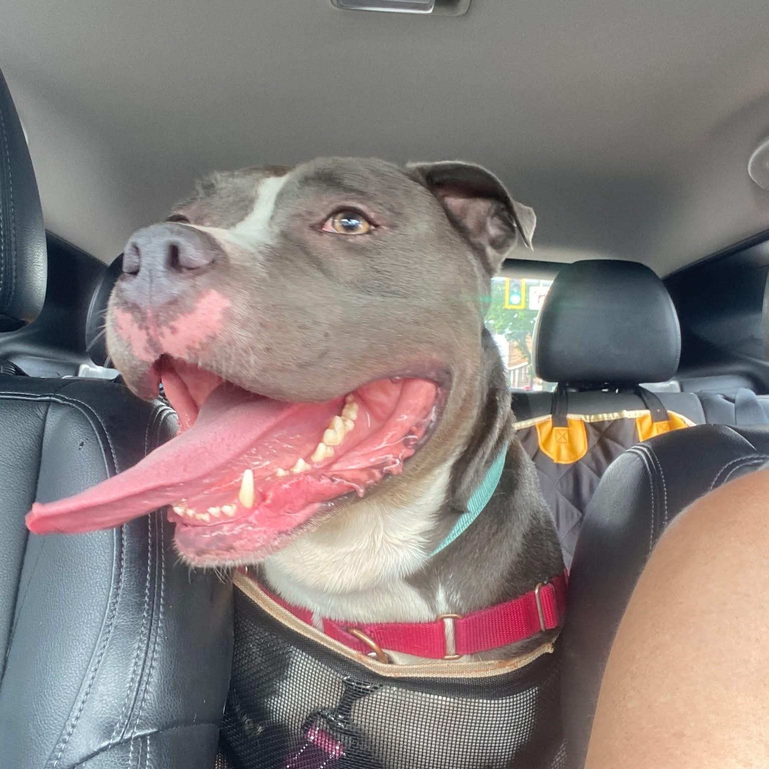 Beemer, a Adoptable Pit Bull Terrier in Montour Falls, NY image 4/6