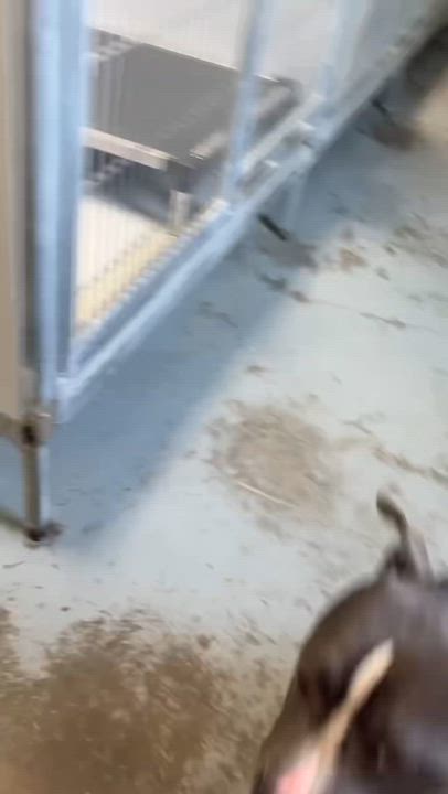 Enlarge Beemer, a Adoptable Pit Bull Terrier in Montour Falls, NY video 2/6