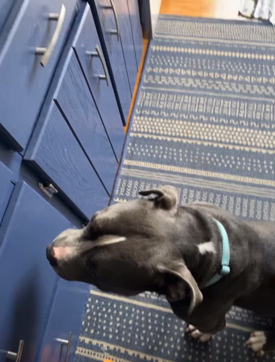 Enlarge Beemer, a Adoptable Pit Bull Terrier in Montour Falls, NY video 3/6