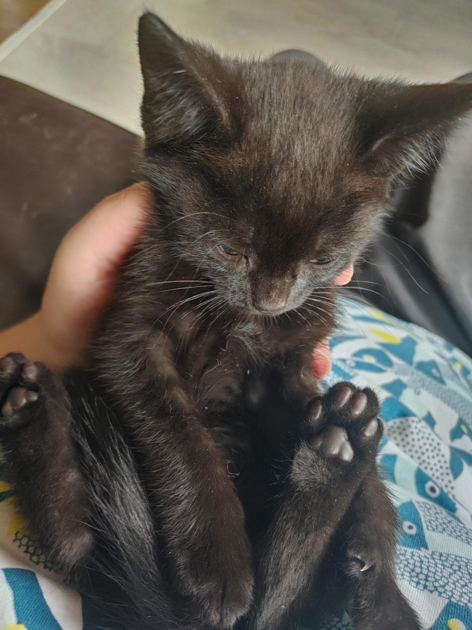 Jolly Mon, bonded to Honey Do