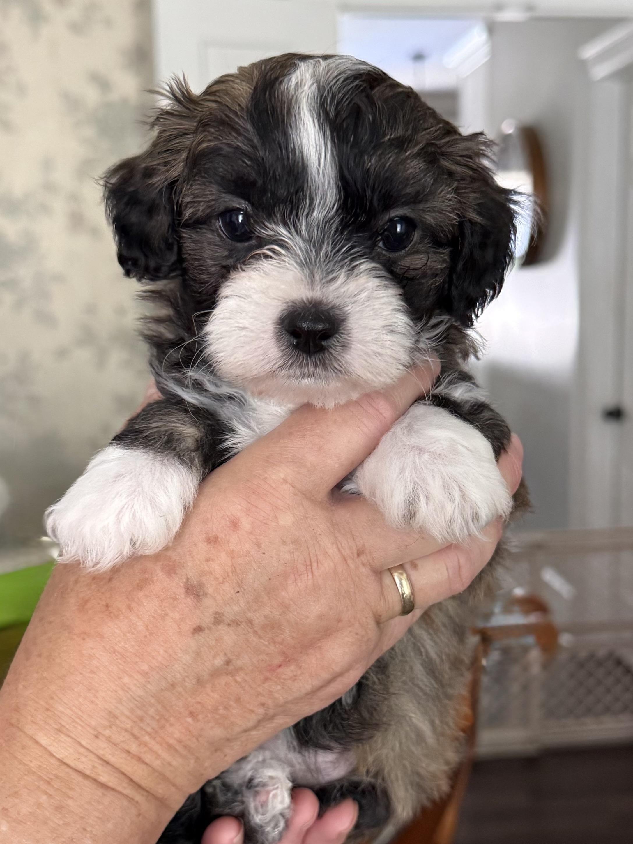 Clover, Adoptable, Puppy Male Shih Tzu.