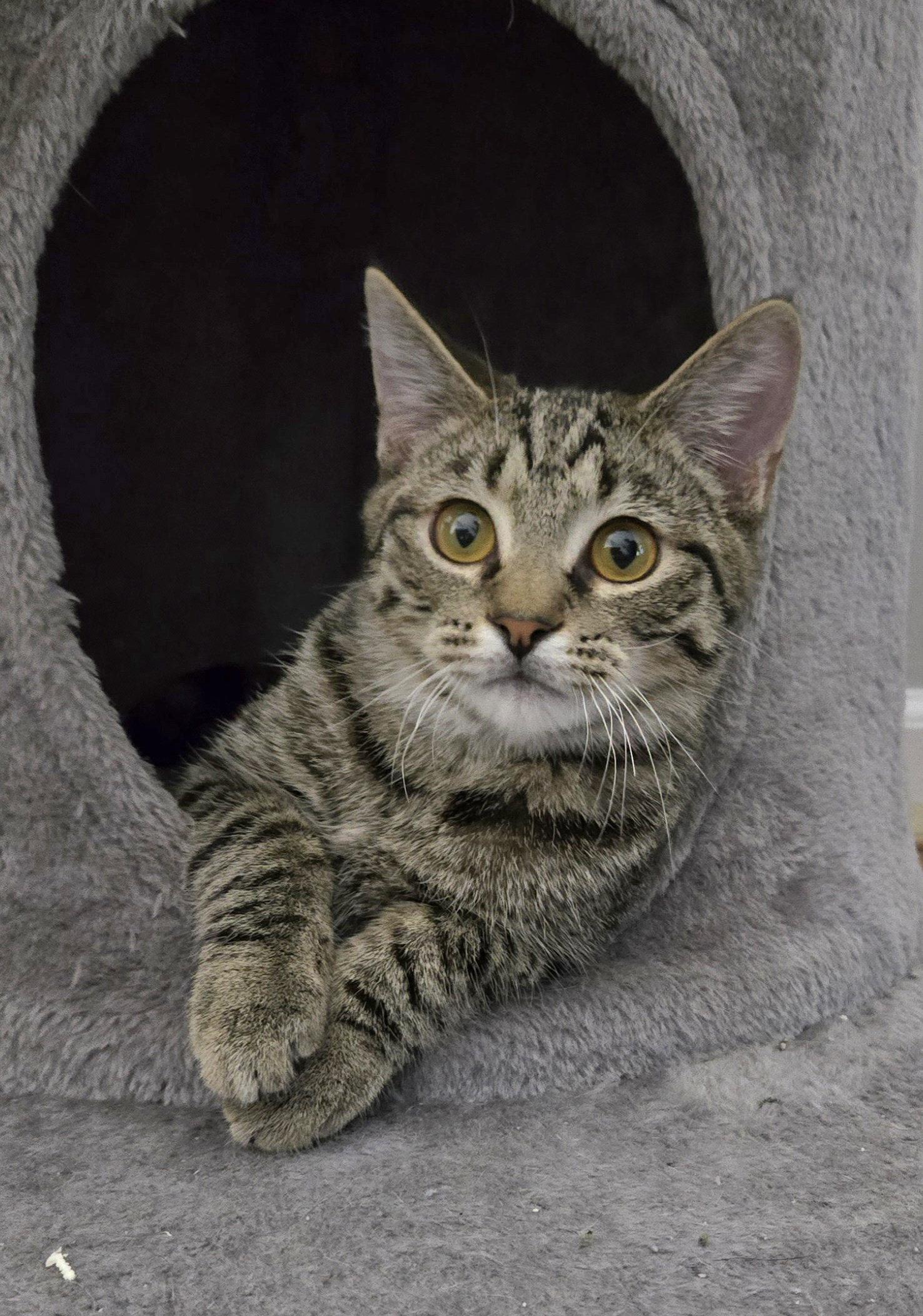 Enlarge Braeburn, a Adopted Domestic Short Hair in Wheaton, IL image 1/3