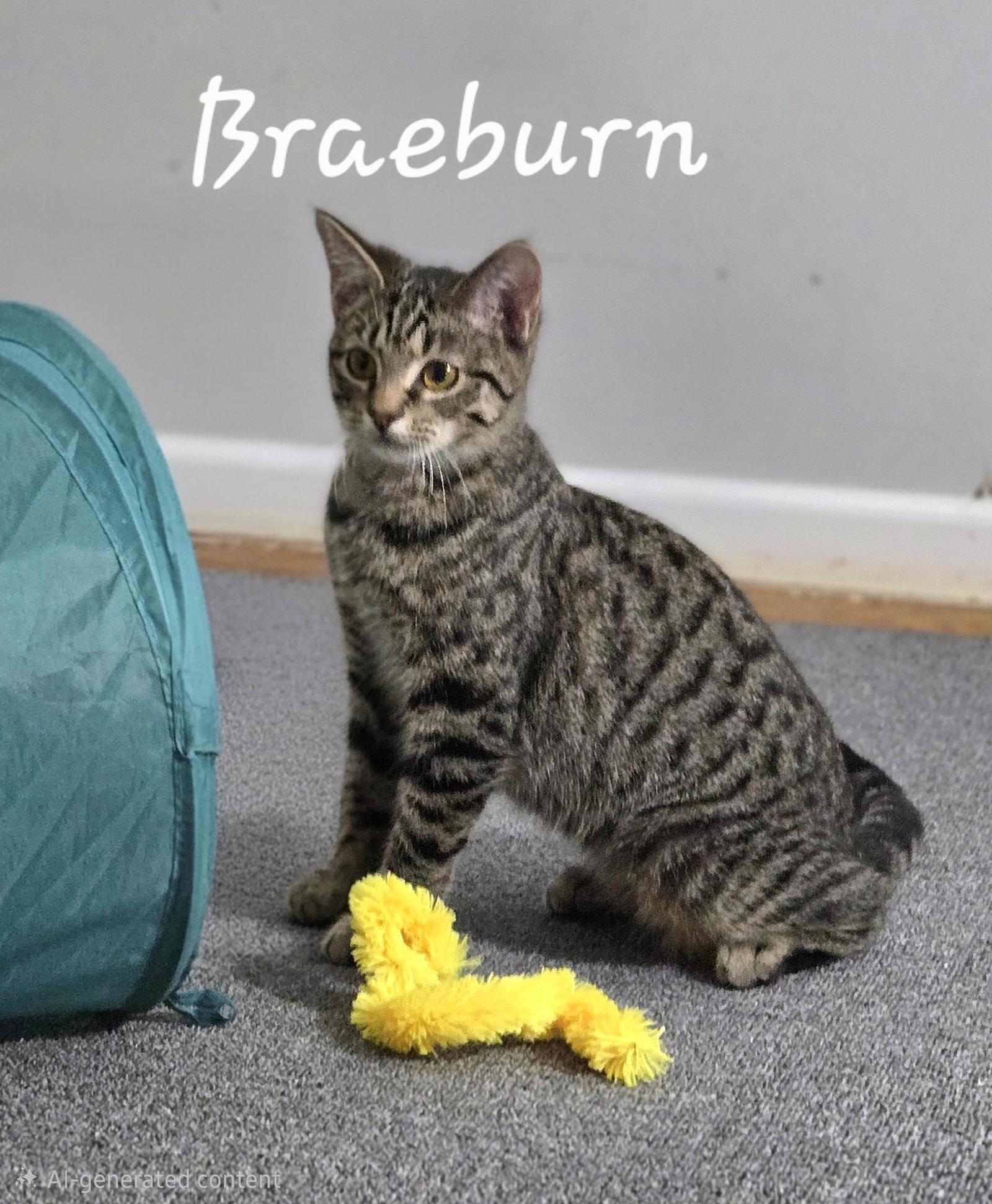 Enlarge Braeburn, a Adopted Domestic Short Hair in Wheaton, IL image 2/3
