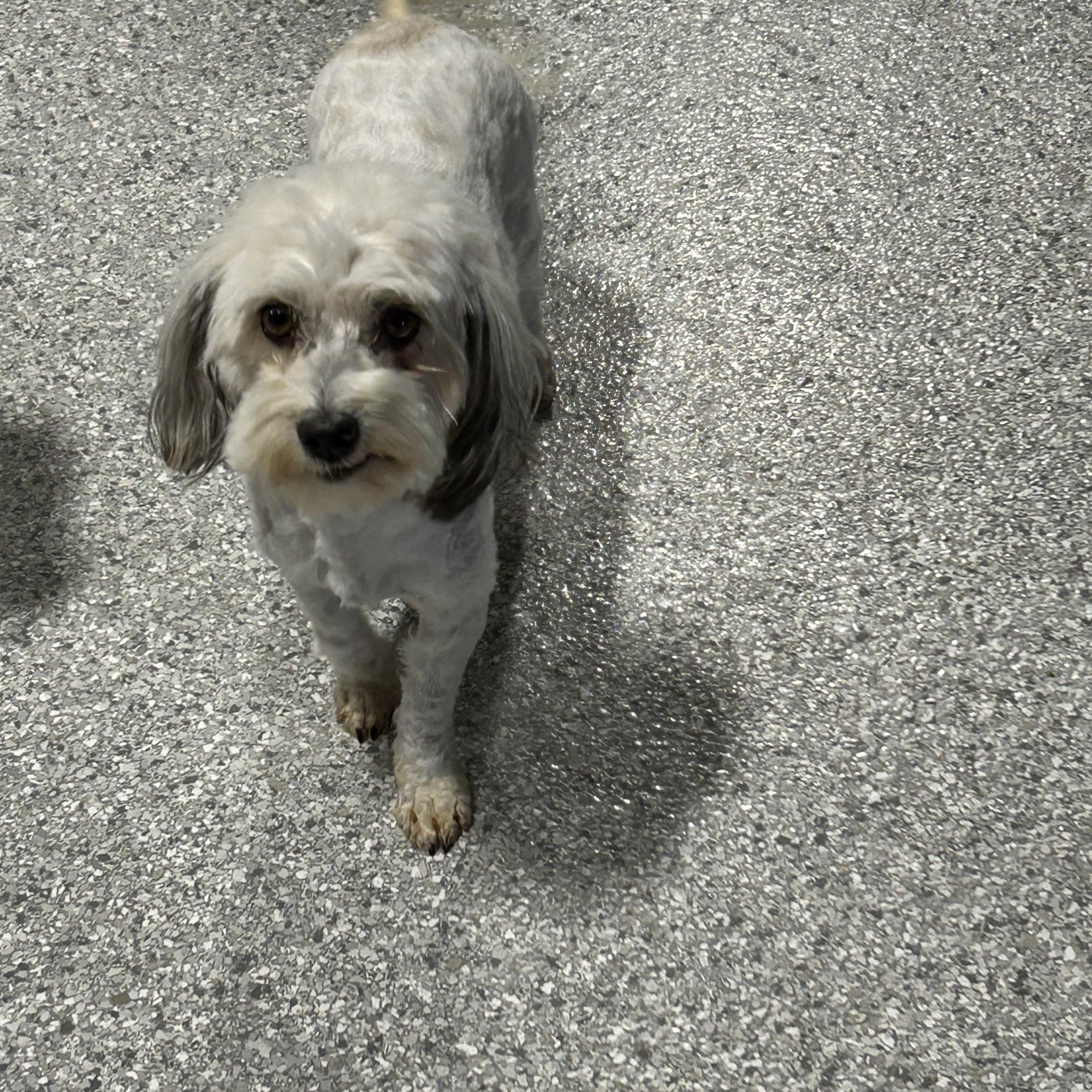 Enlarge Candy , a Adoptable Havanese in Maumee , OH image 3/4
