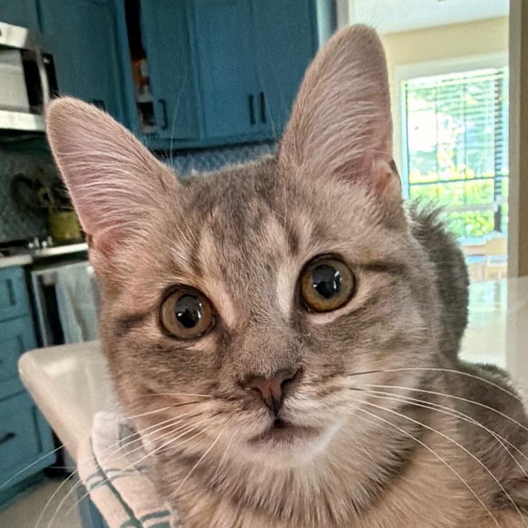 Twyla Allen-CA, Adoptable, Kitten Female Domestic Short Hair.