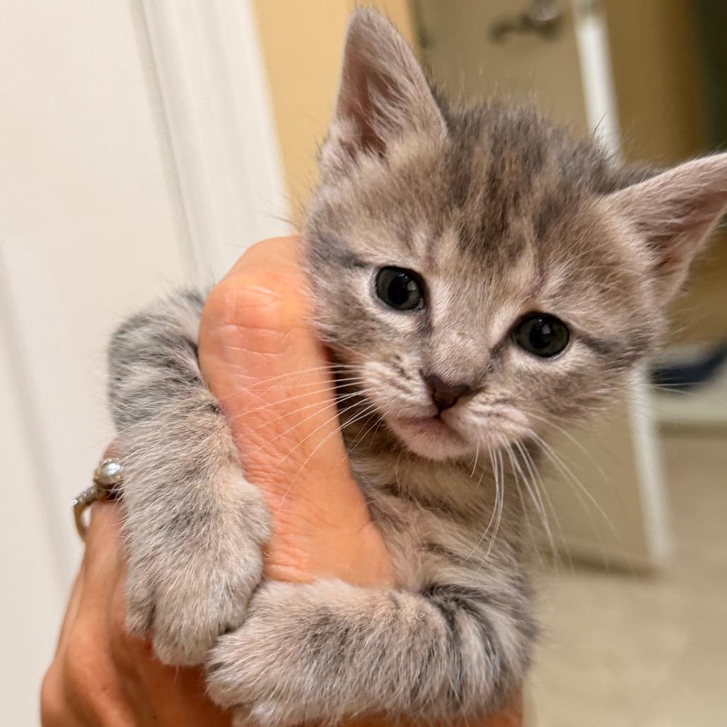 Twyla Allen-CA, a Adoptable Domestic Short Hair in Tallahassee, FL image 4/6