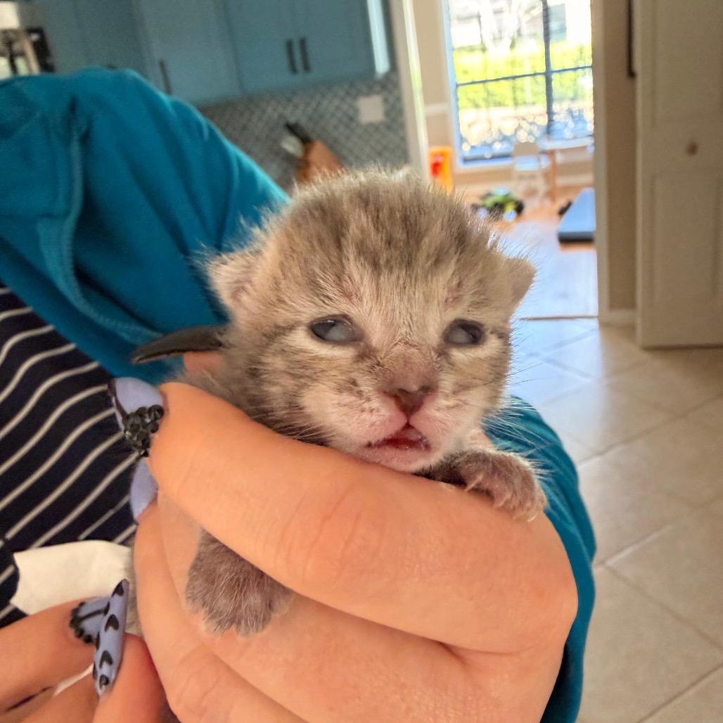 Twyla Allen-CA, a Adoptable Domestic Short Hair in Tallahassee, FL image 6/6