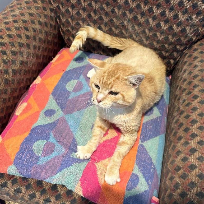 Will Feral, Adoptable, Adult Male Domestic Medium Hair.