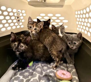 Fileja, a Adopted Calico in River Edge, NJ image 5/5