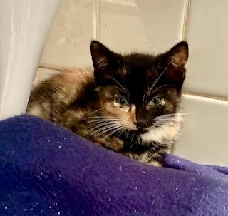 Fileja, a Adopted Calico in River Edge, NJ image 2/5