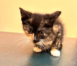 Fileja, a Adopted Calico in River Edge, NJ image 3/5