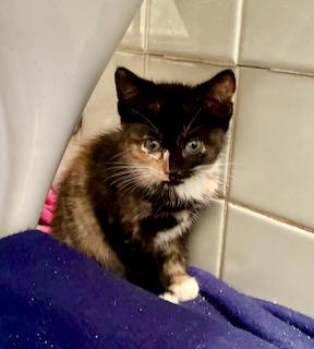 Fileja, Adopted, Kitten Female Calico.